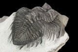 Coltraneia Trilobite Fossil - Huge Faceted Eyes #125241-2